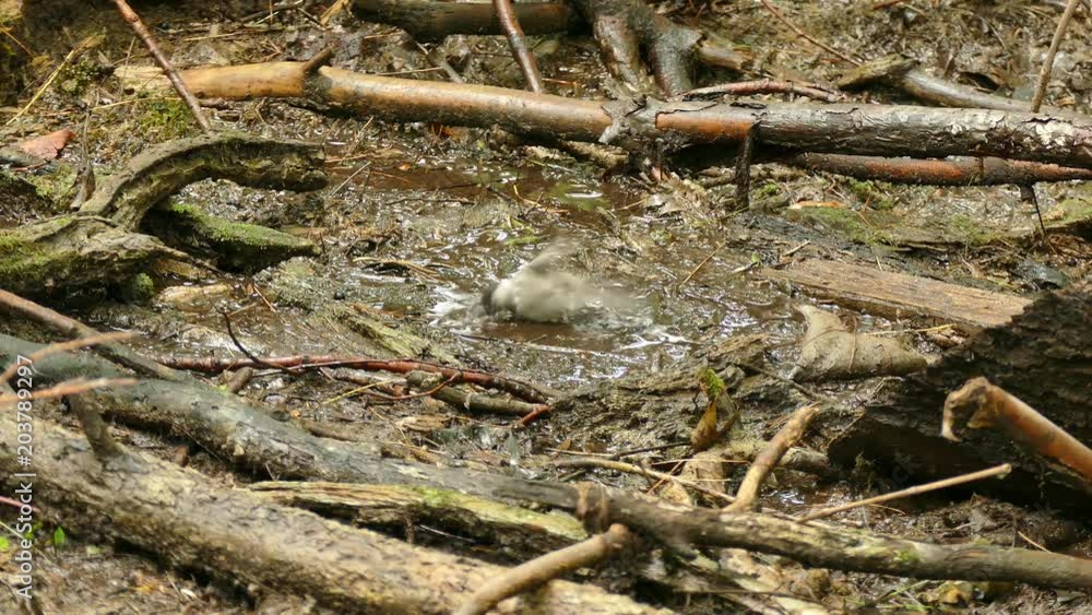 Bird taking half a bath in what's left of water from stream after drought Bird taking half a bath in what's left of water from stream after drought