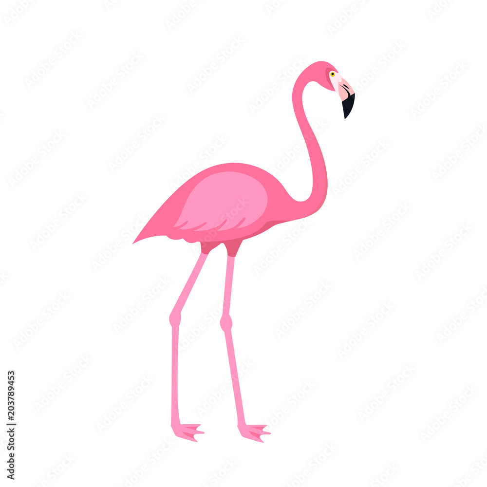 Pink flamingo bird isolated on white background. Vector illustration