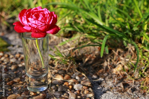 Red Rose in Shot Glass of Water Frame Left Outdoors in Late Afternoon Sun against Stone Steps and Green Grass