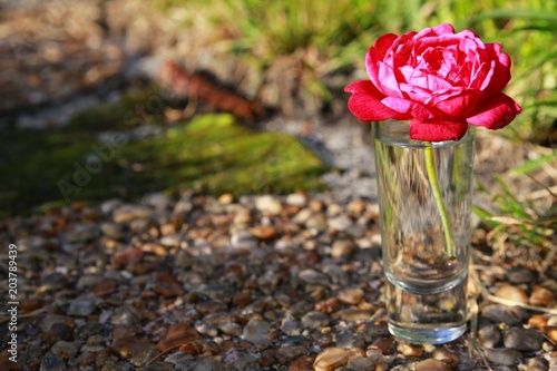 Fotografía Red Rose in Shot Glass of Water Frame Right Outdoors in Late Afternoon Sun again