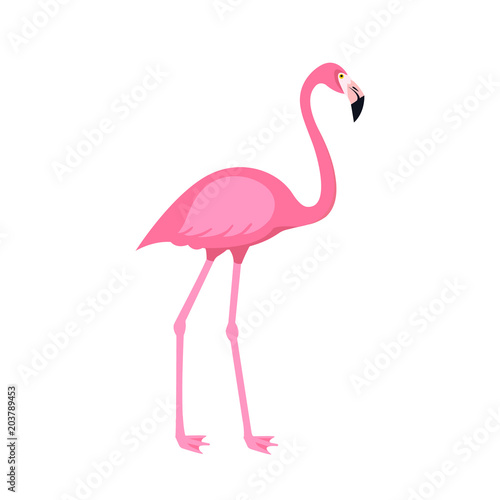 Pink flamingo bird isolated on white background. Vector illustration