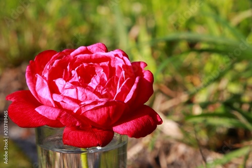Photos Closeup of Red Rose in Shot Glass of Water Outdoors in Late Afternoon Sun agains