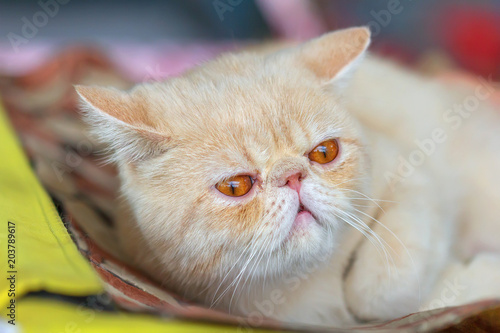 Portrait of an Exotic Shorthair kitten. © Belikart