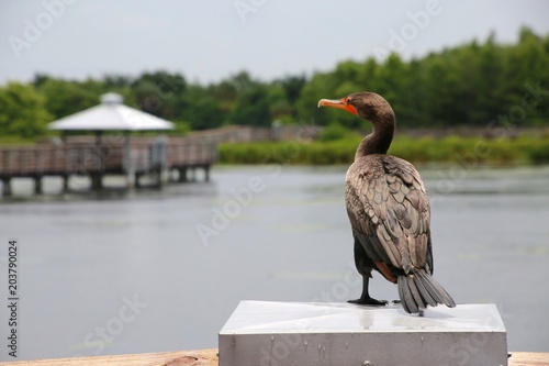 Anhinga Frame Right Proudly Posing, Perched on Railing with Boardwalk and Rest Stop Canopy Enclosure Frame Right After Rain at Green Cay Wetlands Nature Preserve, Boynton Beach, Florida