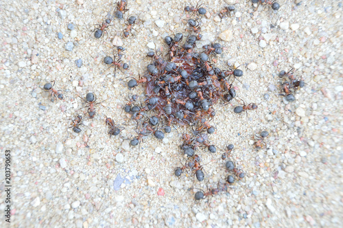 Mrówki