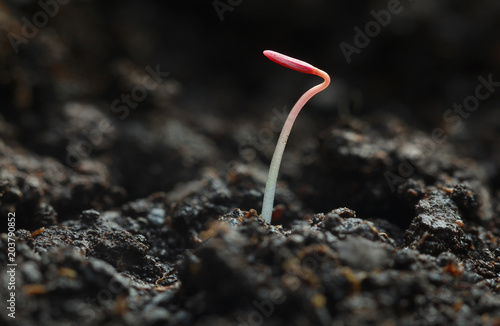 First tiny seedling