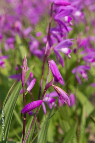 Bush clover  Japanese clover 