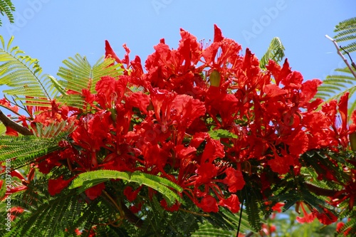 Royal Poincianas in Tree Under Summer Florida Sun and Clear Blue Sky photo