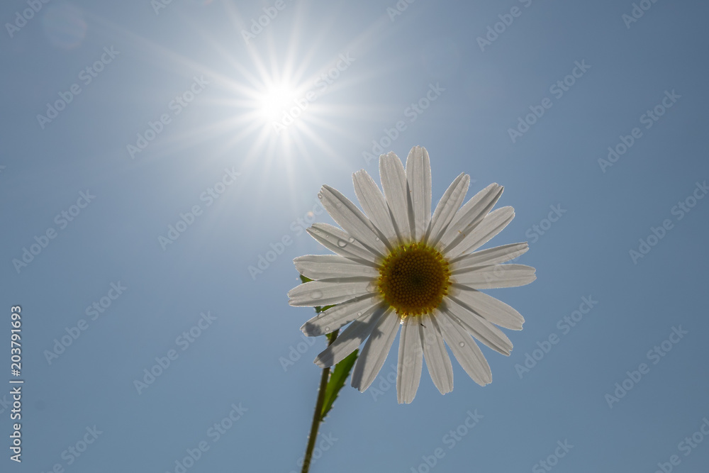 Grusskarte - Sommerblume mit Sonnenstrahlen vor blauem Himmel Grusskarte - Sommerblume mit Sonnenstrahlen vor blauem Himmel