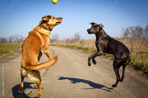 Two sweet dogs leaping up to try to catch a ball in mid air