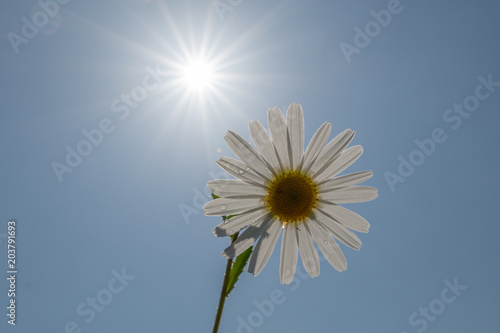 Grusskarte - Sommerblume mit Sonnenstrahlen vor blauem Himmel