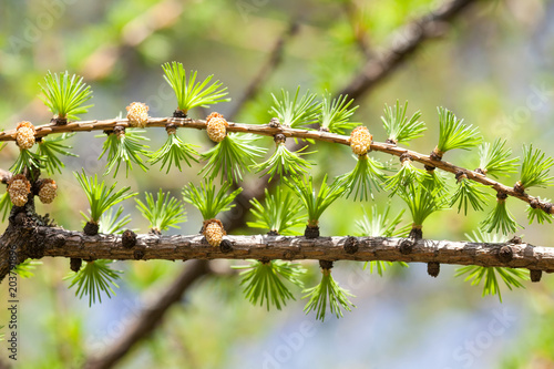 Greenery green fir tree branch with buds and small needles. Beautiful floral spring time background and forest landscape. Close-up, shallow depth of field, soft focus © besjunior
