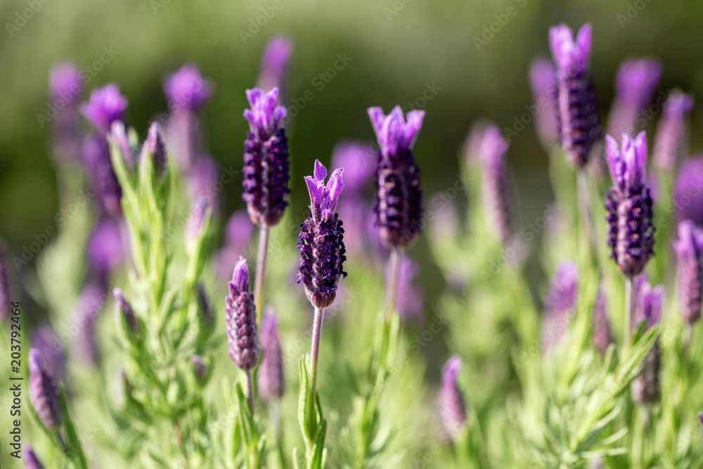 Obraz premium Close up of French lavender, Lavandula stoechas, growing in a herb nursery with shallow depth of field