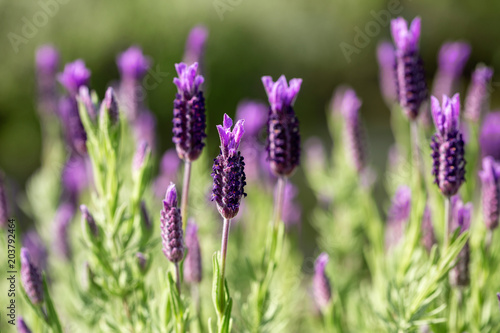 Close up of French lavender  Lavandula stoechas  growing in a herb nursery with shallow depth of field