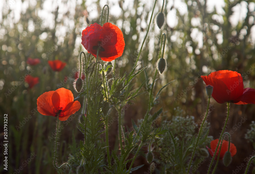 Fototapeta premium czerwone maki w świetle