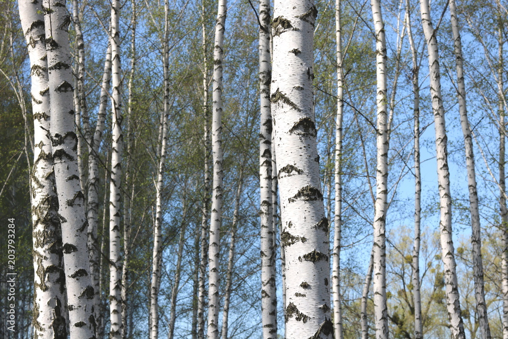 Naklejka premium birch trees with white bark in spring in birch grove