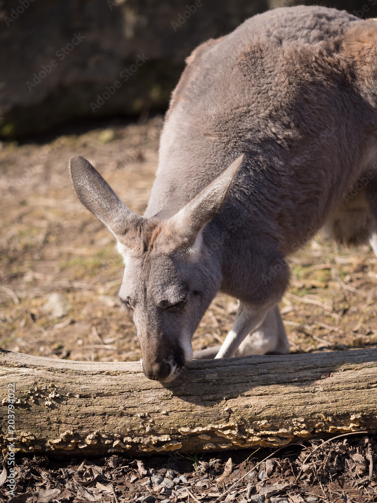 Fototapeta premium Red kangaroo enjoying sunny day