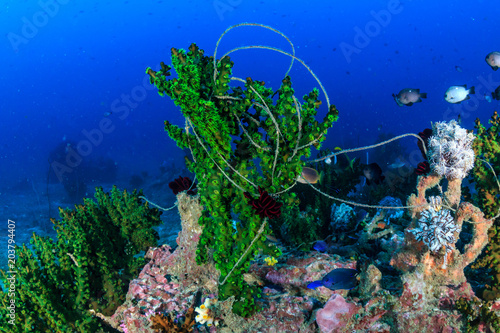 Coral reef damage - fishing line wrapped around a hard coral on a tropical reef