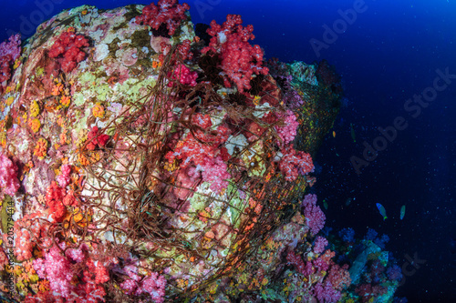 Delicate coral reef completely wrapped by an illegal and abandoned ghost fishing net