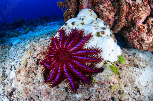 A Crown of Thorns Starfish feeds on a bleached, dead hard coral on a tropical reef. photo