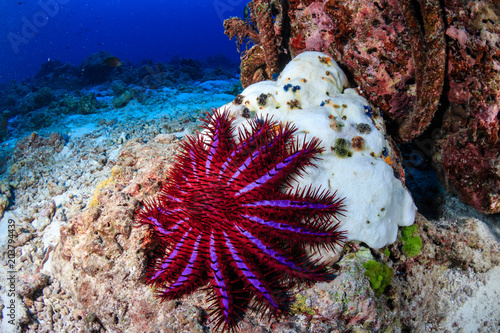 A Crown of Thorns Starfish feeds on a bleached, dead hard coral on a tropical reef. photo