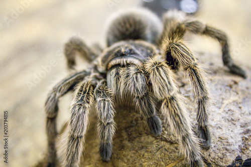 A huge spider, goliath bird-eating tarantula (the biggest tarantula in the world) close-up