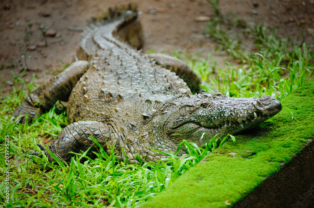 Fototapeta premium The mugger crocodile, Indian crocodile, India
