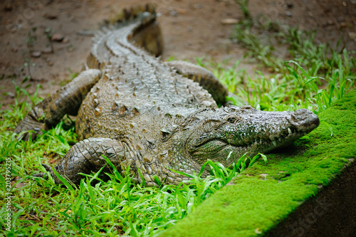 The mugger crocodile, Indian crocodile, India