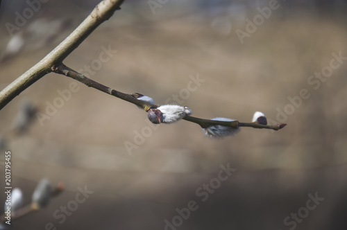 Detailed view of few little pussy willows on the twig. The symbol of spring and Easter. Blurred background.