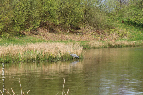 Heron
