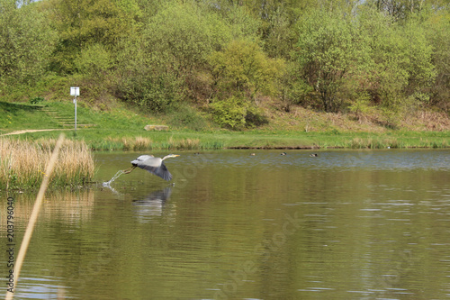 Heron in flight