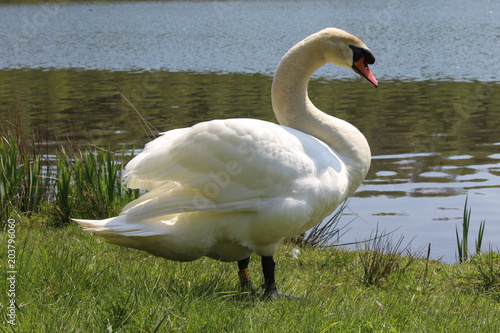 Swan 4
