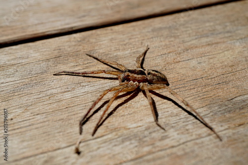 Spider on aged wood background, macro.