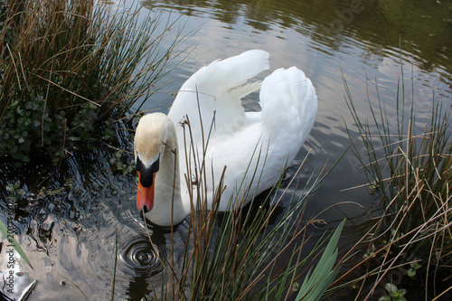 Swimming Swan
