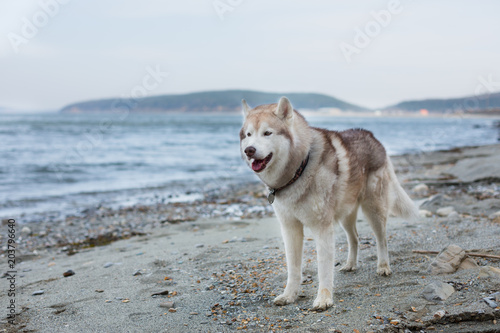One day with lovely husky male on the shore of the sea in spring season. Image of cute Beige and white Siberian Husky dog standing on the beach.