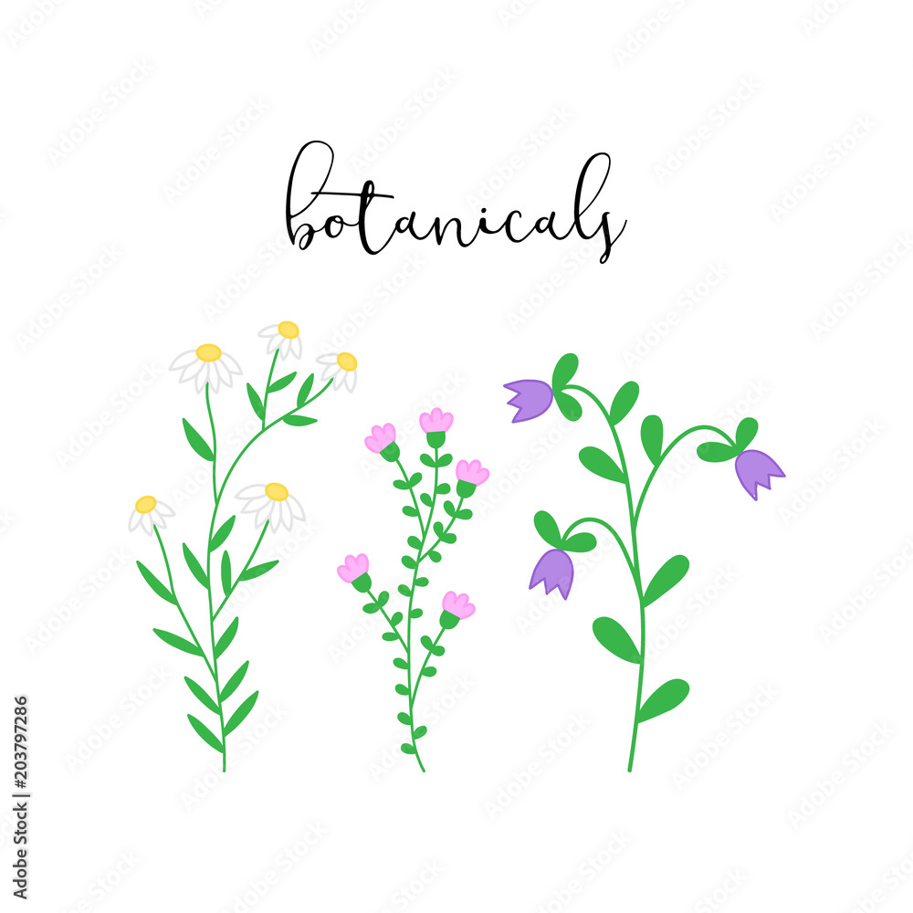Botanicals, spring blooming colorful flowers with leaves, set of three vector hand drawn flowers: camomile, bellflower and lily of the valley.
