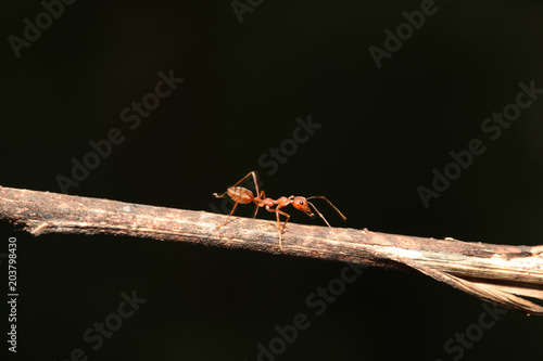 red ant is walking on branch