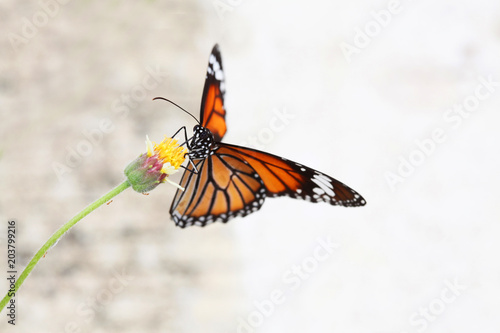 The butterfly on flower