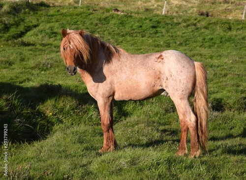 Beautiful Icelandic stallion, red roan, in the northwest of Iceland near Blönduos