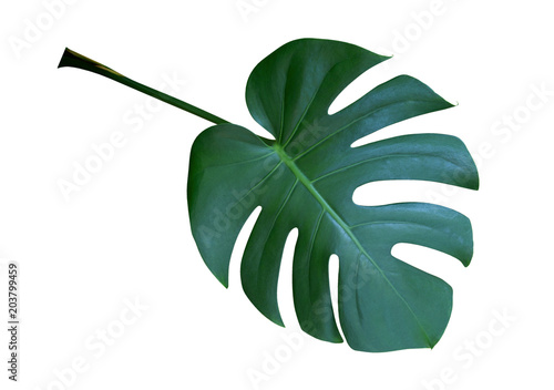 Monstera plant leaf, the tropical evergreen vine isolated on white background, clipping path included photo