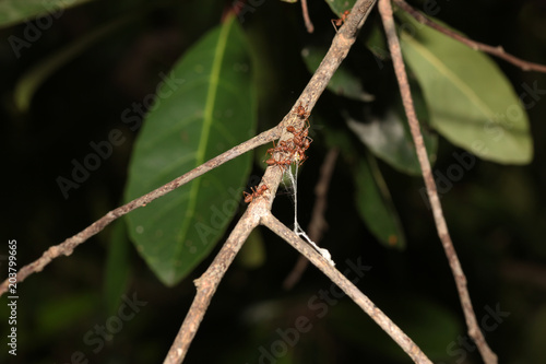 Group red ant on branch