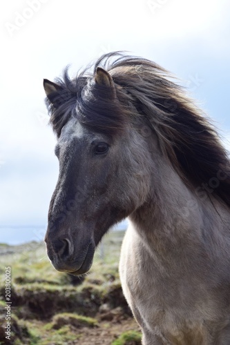 Portrait of an Icelandic horse  blue dun