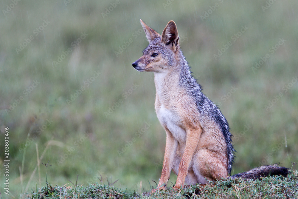 black-backed jackal (Canis mesomelas) sitting in the rain in Serengeti National Park in Tanzania black-backed jackal (Canis mesomelas) sitting in the rain in Serengeti National Park in Tanzania