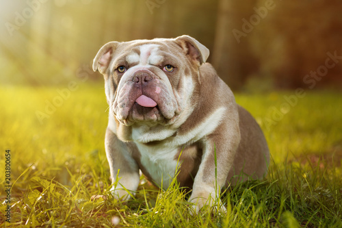 Bulldog