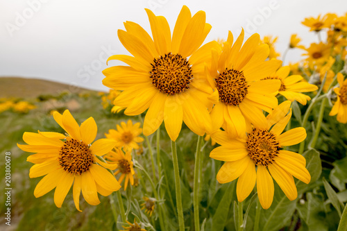 Fototapeta Naklejka Na Ścianę i Meble -  Yellow spring wildflowers close up with green leaves