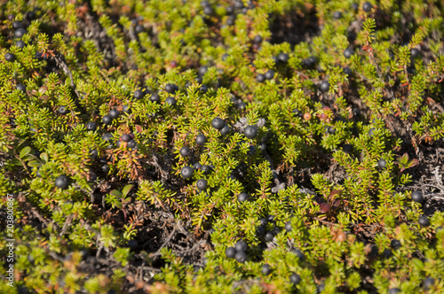 Blackberry bush partly black color in the green forest . Background under feet