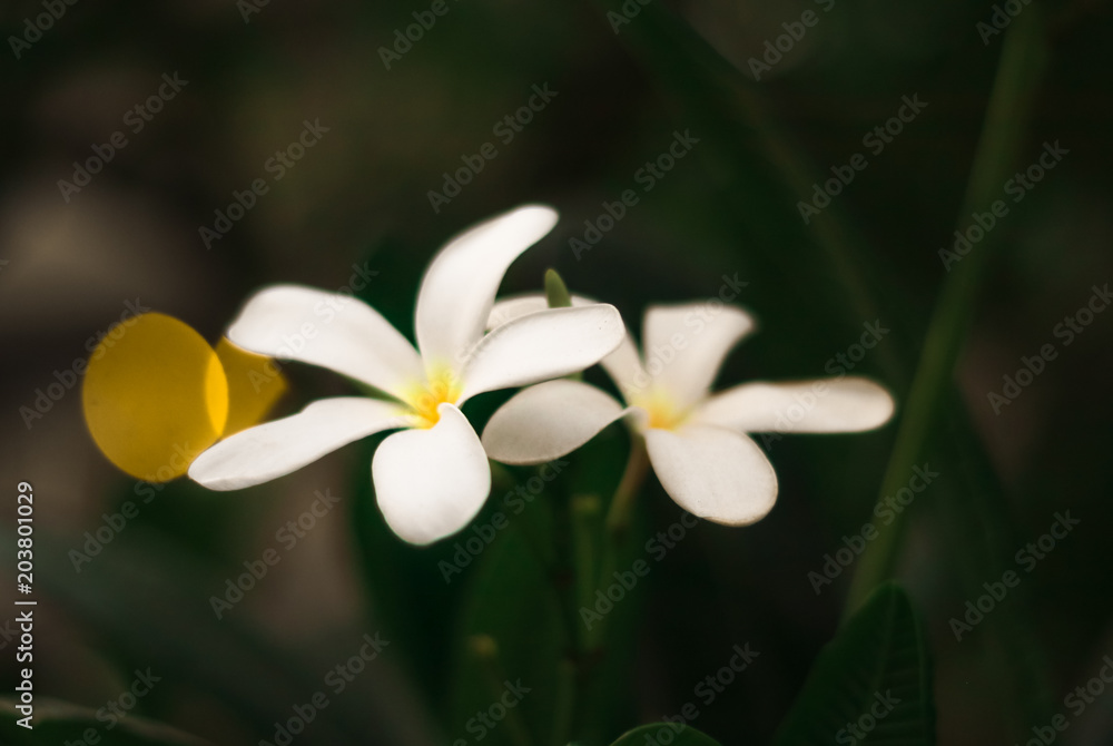 Fototapeta premium Twin