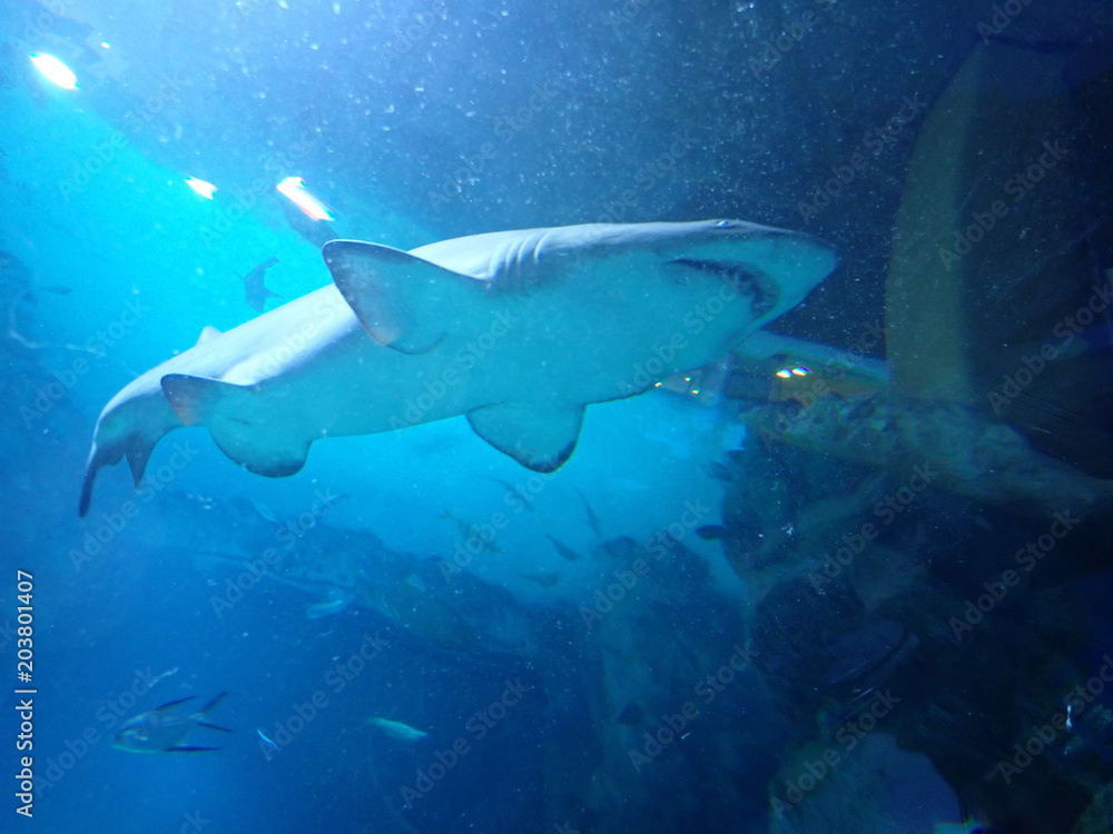 Naklejka premium Shark