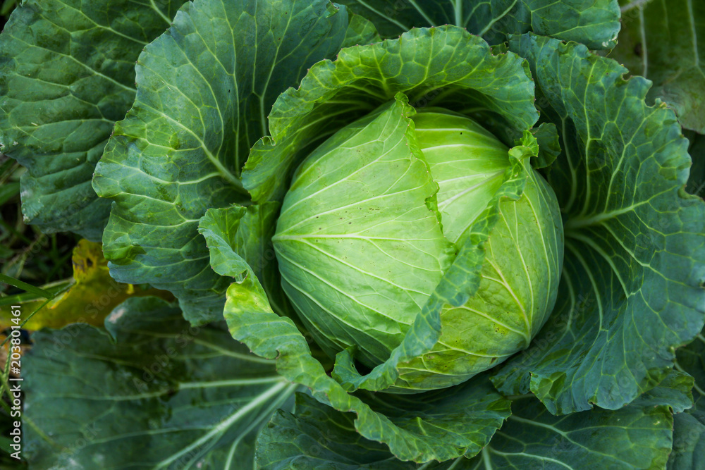close up of green cabbage close up of green cabbage