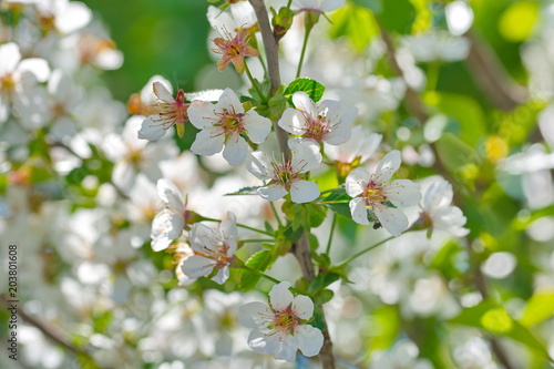 Kirschblüten